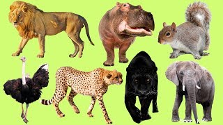 Los Animales africanos para niños  Aprender Animales africanos  El Sonido de los Animales [upl. by Inahpets]