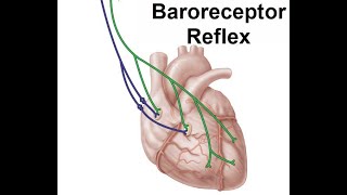 Baroreceptor Reflex [upl. by Nairim]