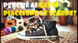 Perchè ai gatti piacciono le scarpe [upl. by Winthorpe]