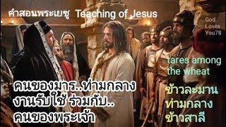 คำสอนพระเยซู 16 อธิบายอุปมา ข้าวละมานท่ามกลางต้นข้าวสาลีParable of tares among Wheat อวิชเญนทร์ [upl. by Loleta]