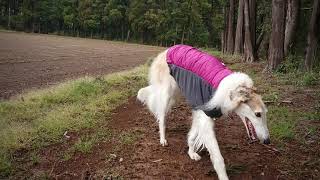 Borzoi amp Irish wolfhound [upl. by Rebmik412]