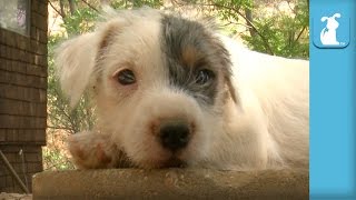 Cutest Parson Russell Terrier Puppies Bounce Around Compilation  Puppy Love [upl. by Nilhtac265]