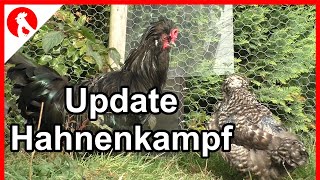 Puschel und Giesela  Update Hahnenkampf  Jensman and the Huhns [upl. by Nygem140]