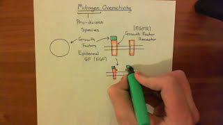 p53 and the Response to Mitogen Overactivity Part 1 [upl. by Crosse]