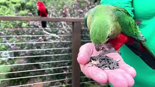 Mavis handfeeding a female King Parrot Kincumber [upl. by Kaia]