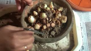 Growing process of tuberose bulb [upl. by Valida]