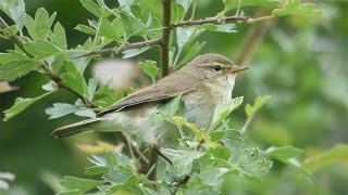 Chiffchaff Song and Contact Call [upl. by Soirtemed]