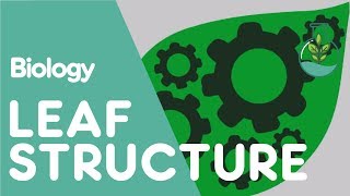 Structure Of The Leaf  Plant  Biology  The FuseSchool [upl. by Lorn]