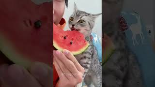 cats hotcat funnypets hcat funny [upl. by Adamok]