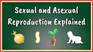 Sexual and Asexual Reproduction Explained [upl. by Eikin]