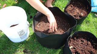 How to grow Potatoes In Containers  Complete Growing Guide [upl. by Nivlac]