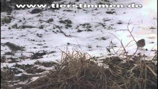 Der Buchfink am Futterplatz im Winter [upl. by Nola]