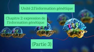 Unité 2 chapitre 2 partie 3 traductionribosomeARN de transfert [upl. by Dnomad]