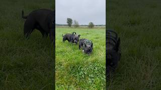 Happy puppies frenchbulldog staffy dogs puppy play happy fun dogs walk [upl. by Reggi138]