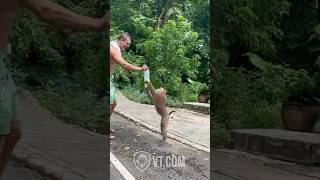 Wild Monkey Snatches Tourist’s Drink and Chugs It Like a Champ 🐒😂 [upl. by Gastineau135]