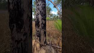 Litchfield National Park [upl. by Ahsyla606]