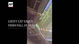 Lucky cat saved from fall at Miami football game [upl. by Leopoldeen]