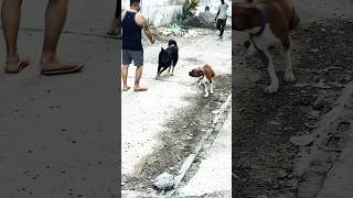 Cute dog 🥰 Shorts video  viral  Guguladdi489 🥰🙏 [upl. by Urion]