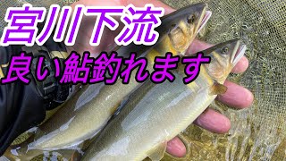 宮川下流。良い鮎釣れます。 [upl. by Ragg632]