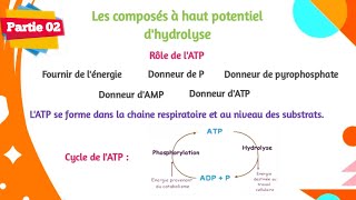 Biochimie  La bioénergétique  Partie 0203 [upl. by Eisor]