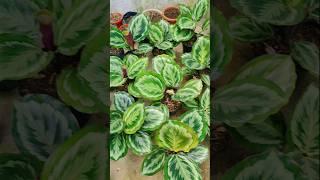 Calathea medalion V2 Misty  calathea Ra plant 🌱 [upl. by Segroeg]