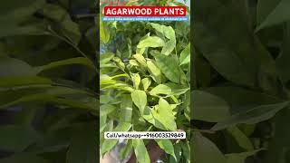 Agarwood tree farming in india Agarwood ka paudha  Agarwood kia ha agarwood farm plantation [upl. by German]