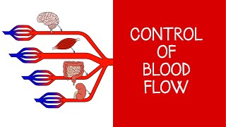 45 Cardiovascular Physiology Control of blood flow [upl. by Leinahtam]