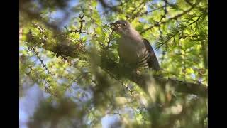 Oriental Cuckoo Terrell National Park Mongolia June 2024 [upl. by Miuqaoj]