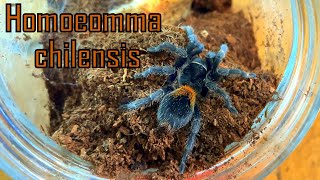 Homoeomma chilense ex chilensis tarantula handling [upl. by Amrita]