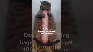 Baguette cat Day 16 [upl. by Nirrat]