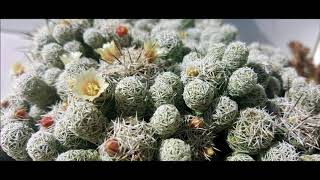 Mammillaria gracilis [upl. by Sivel191]