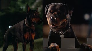 SimpliSafe Commercial 2024 Dogs Pals Ad Review [upl. by Asin]