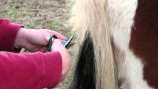 How to Collect Horsehair for Bracelets [upl. by Calica38]