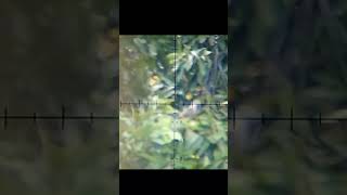 110m telak tekukur LB slug mantap shots hunting sniperelite [upl. by Sadinoel]