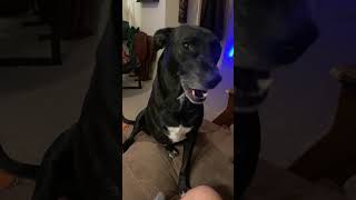 Dog With Amputated Leg Gives Owner Ghost Paw to Encourage Scratches [upl. by Golub]