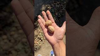 Here’s what plucking walnuts from a tree looks like in California shorts [upl. by Halyahs]