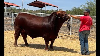 P243 Dos grandes ganaderías y el Maíz en Sinaloa [upl. by Leffert]