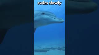 The MINDBLOWING Way Dolphins Sleep Will Shock You [upl. by Hodgkinson]