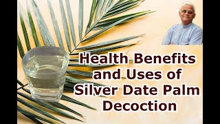 Uses and Health benefits of Silver date palm decoction  Dr Khadar  Dr Khadar lifestyle [upl. by Silvanus]