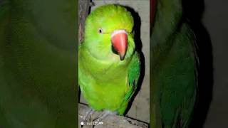 Subscribe please viralvideo birds shortvideo parrot [upl. by Ayalahs]