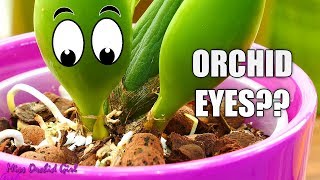 Orchid eyes  What are they what do they do [upl. by Bergman]