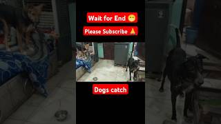 Dogs Catch trending dog mini wood toywood working art skill wood  hand crafts shorts [upl. by Anirroc400]