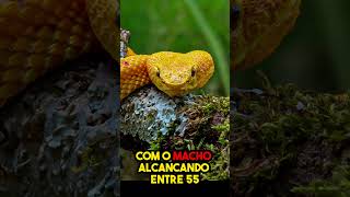 Jararaca Laranja  Papo de Cobra curiosidades animais cobravenenosa cobra papodecobra snake [upl. by Layor]