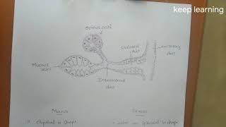 DIFFERENCE BETWEEN SEROUS AND MUCOUS ACINI  SALIVARY GLANDS  KEEP LEARNING [upl. by Mcintyre8]