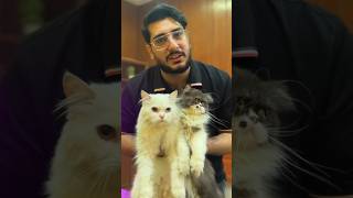 Responsible Pet Ownership AntiHeat Injection for Cats cat catvideos shorts [upl. by Eseneg]