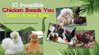 Interesting facts about  10 Incredible Chicken Breeds You Didnt Know Exist  FAFY Farm [upl. by Ert657]