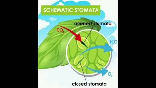 What are stomata [upl. by Lemaj]