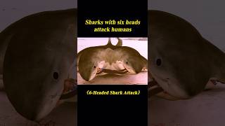 23 Sharks with Six Heads Attack Humansshorts [upl. by Kubetz]