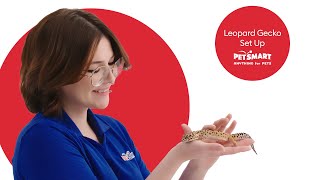 Setting Up Your Leopard Geckos Tank A Complete Guide [upl. by Ynatsed]