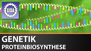 Trailer  Molekulare Genetik  Proteinbiosynthese  Biologie  Schulfilm [upl. by Sseb]